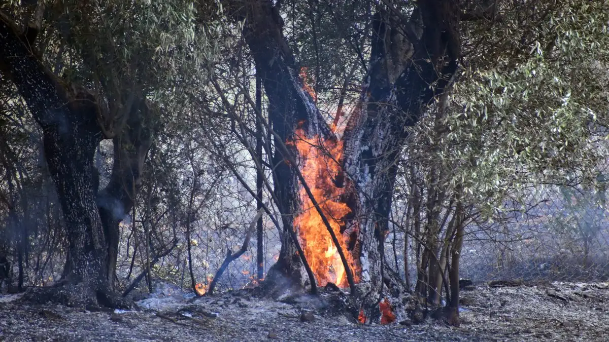 Φωτιά στο Λασίθι: Ισχυρές δυνάμεις της πυροσβεστικής – Μήνυμα του 112