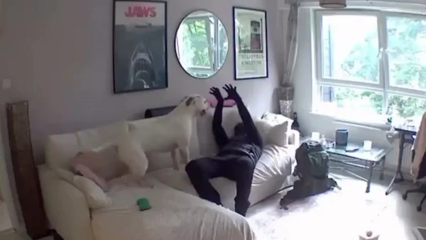 Ο χειρότερος σκύλος «φύλακας»: Διαρρήκτης έπαιζε με ένα λαμπραντόρ την ώρα που λήστευε σπίτι – Δείτε βίντεο