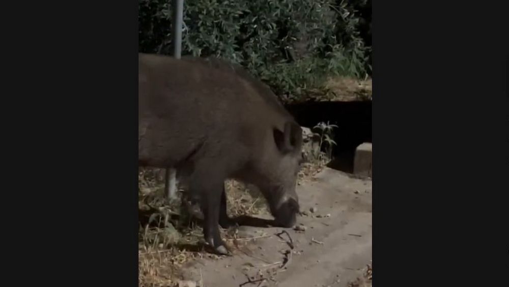 Λαμία: Ένα… κατοικίδιο αγριογούρουνο (ΒΙΝΤΕΟ)