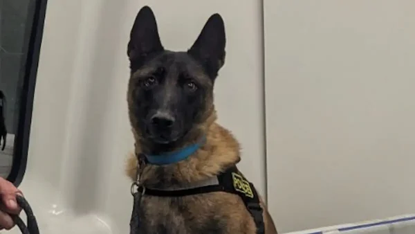 Θεσσαλονίκη: Συνταξιοδοτείται ο διασημότερος σκύλος περιπολίας της ΕΛΑΣ