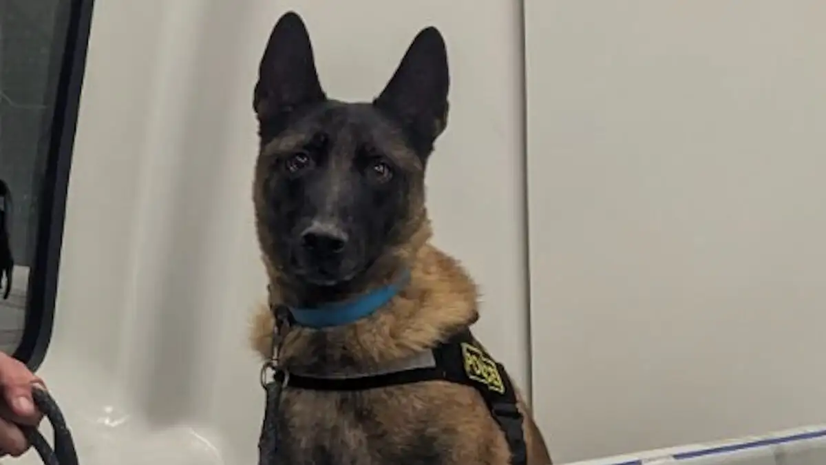 Θεσσαλονίκη: Συνταξιοδοτείται ο διασημότερος σκύλος περιπολίας της ΕΛΑΣ