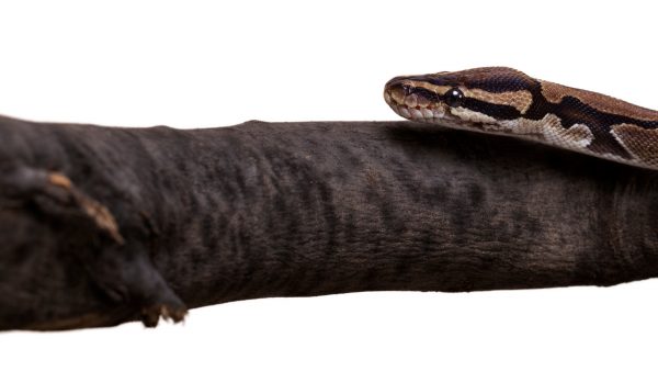 Λαμία: Τρόμος για οικογένεια που βρήκε φίδι μέσα στο κλουβί καναρινιού