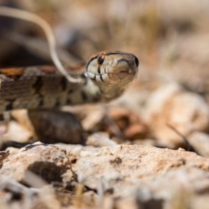 Φίδι δάγκωσε ανήλικο στην Αλόννησο - Διακομίστηκε στο Βόλο με σκάφος