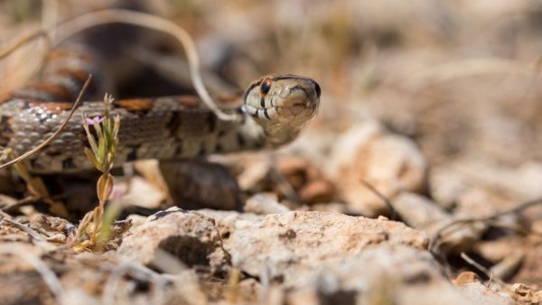 Στη ΜΕΘ του Νοσοκομείου Λαμίας νοσηλεύεται 16χρονος μαθητής από δάγκωμα οχιάς