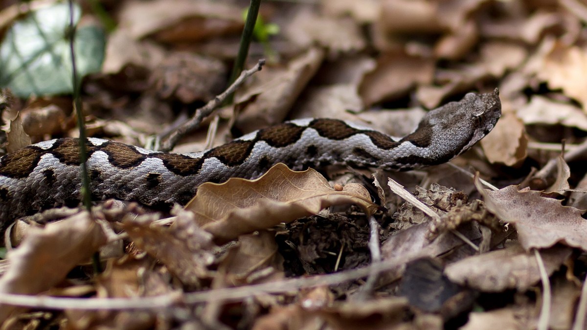 Στο Νοσοκομείο γυναίκα μετά από δάγκωμα φιδιού