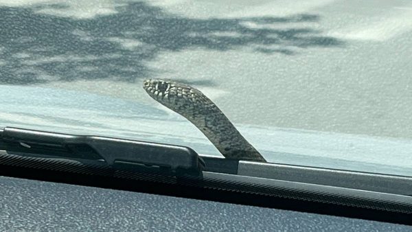 Εμφανίσθηκε φίδι στο παρμπρίζ την ώρα που οδηγούσε! Απίστευτη τρομάρα για την οδηγό