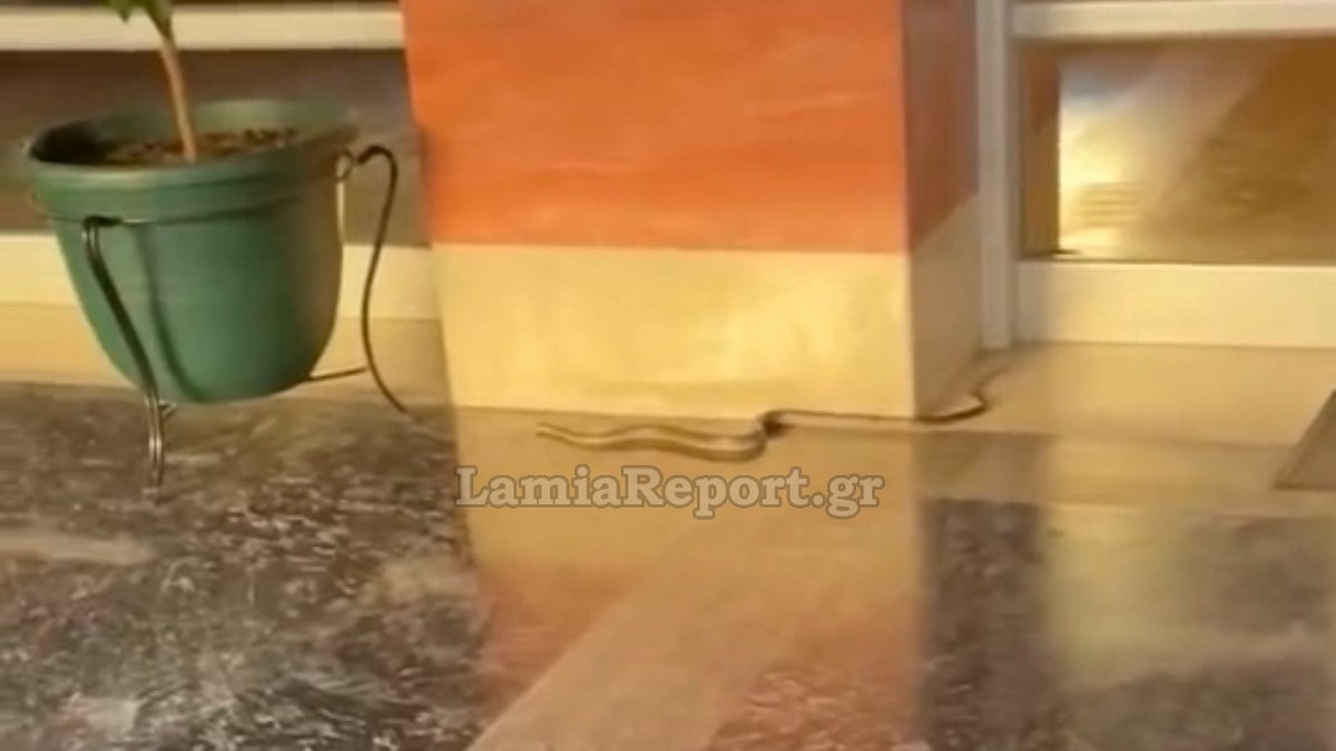 Λαμία: Σε κατοικίδια έχουν εξελιχθεί τα φίδια!