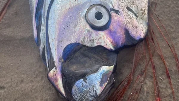 Σπάνιο ψάρι-κουπί ξεβράστηκε στην Αυστραλία (video)