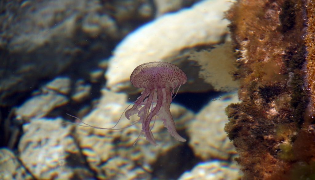 Περιφέρεια Στερεάς: 1.500.000 ευρώ για την προστασία των λουόμενων από μέδουσες