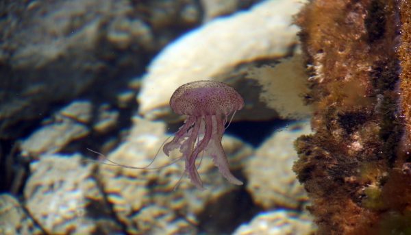 Περιφέρεια Στερεάς: 1.500.000 ευρώ για την προστασία των λουόμενων από μέδουσες