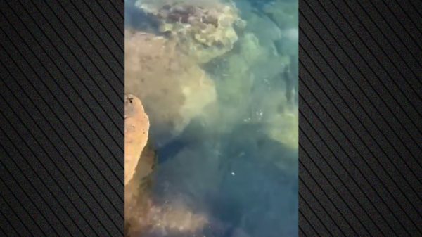 Συναγερμός στη Βουλιαγμένη για πιθανή ρύπανση στον κόλπο - Καταγγελία από τον Ναυτικό Όμιλο (ΒΙΝΤΕΟ)