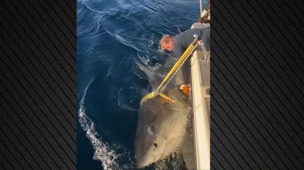 Ο μεγαλύτερος λευκός καρχαρίας που έχει καταγραφεί ποτέ στον Ατλαντικό εντοπίστηκε στις ακτές της Βόρειας Καρολίνας