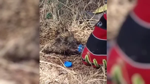 Πυροσβέστες σώζουν σκαντζόχοιρο μετά από την κατάσβεση της φωτιάς στο Κιλκίς: Δείτε το συγκινητικό βίντεο