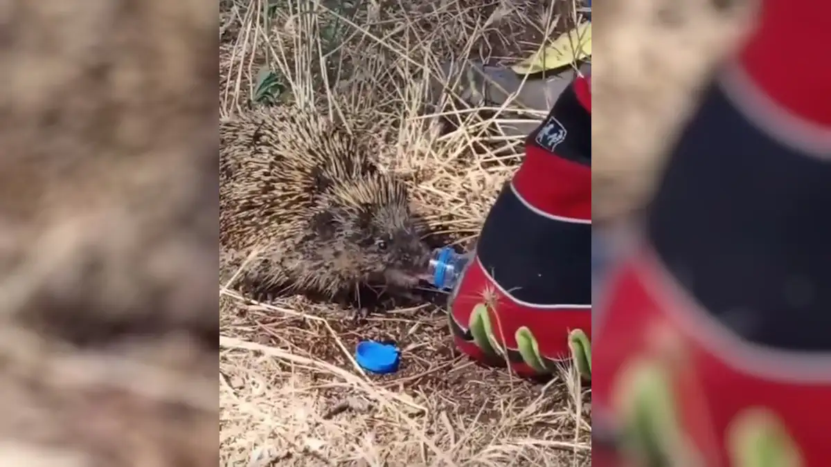 Πυροσβέστες σώζουν σκαντζόχοιρο μετά από την κατάσβεση της φωτιάς στο Κιλκίς: Δείτε το συγκινητικό βίντεο