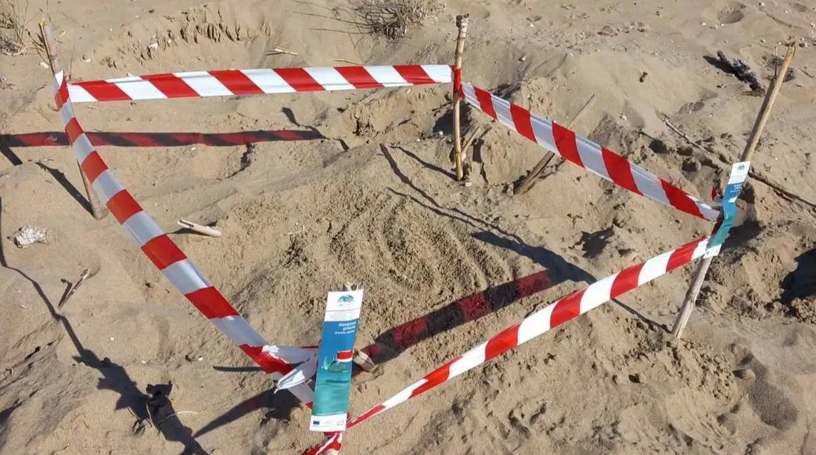 Εμφανίστηκαν οι πρώτες φωλιές Caretta – Caretta στην Ηλεία: Τι πρέπει να γνωρίζετε για την προστασία της μοναδικής αυτής χελώνας