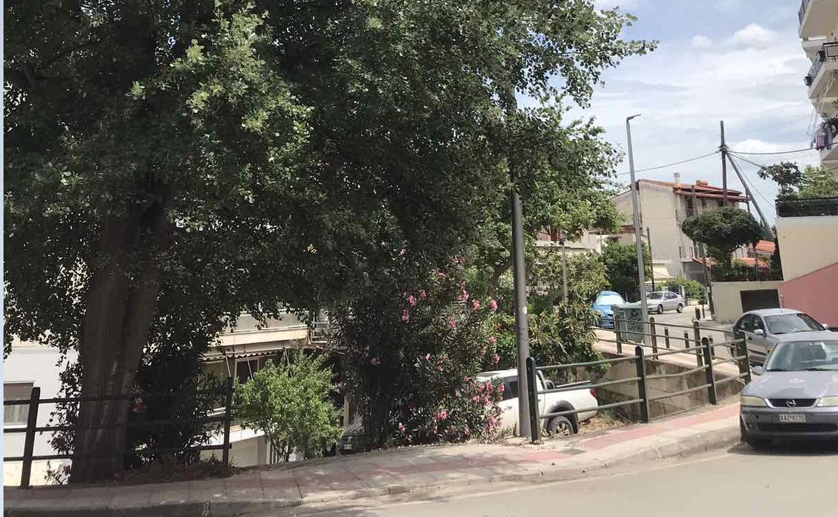 Το δέντρο στον περιφερειακό της Τυμφρηστού στη Λαμία
