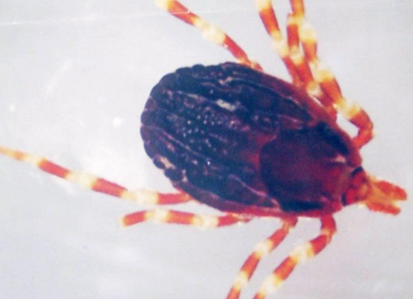 Έχουν γεμίσει τα πάρκα τσιμπούρια!