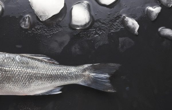 Ο ψαράς έγινε θήραμα: 31χρονος δέχτηκε διαμπερές τραύμα στο κρανίο από το ψάρι που μόλις είχε πιάσει