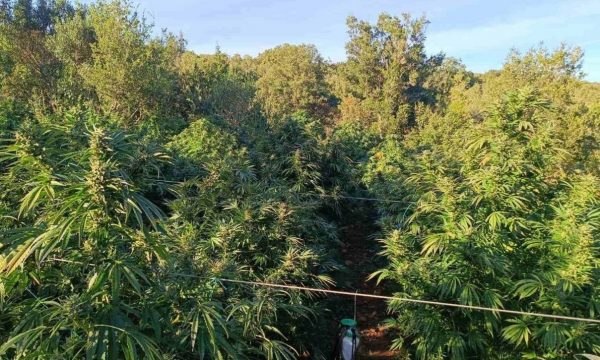 Αγιά: Εντοπίστηκε μεγάλη χασισοφυτεία σε δύσβατη περιοχή – Δύο συλλήψεις