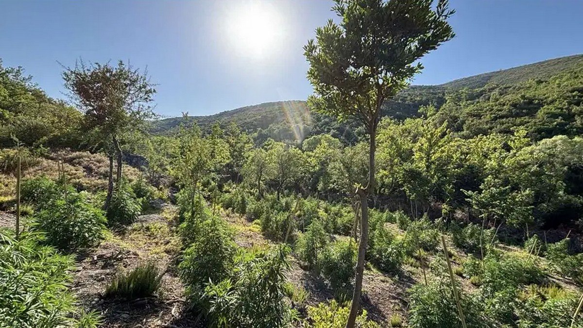 Καλλιεργούσαν χιλιάδες δενδρύλλια κάνναβης σε Βοιωτία και Εύβοια - Δείτε εικόνες