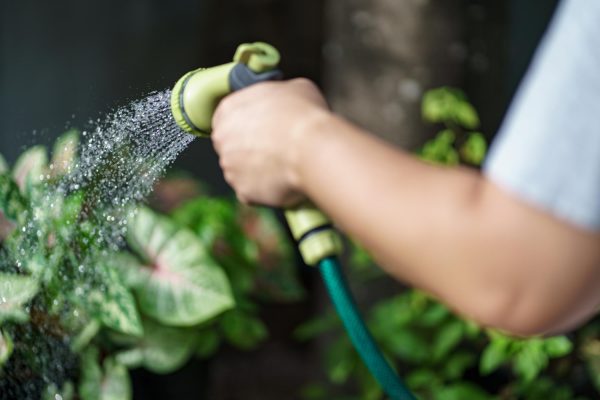 Πρωί ή βράδυ; Ειδικός αποκαλύπτει πότε είναι καλύτερο να ποτίζετε τα φυτά το καλοκαίρι