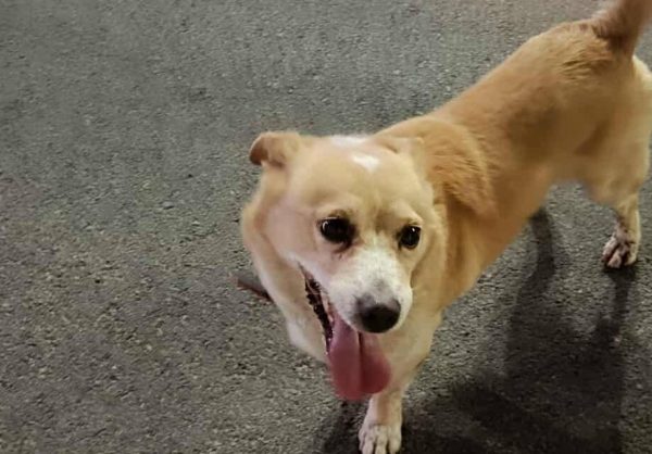 Βρέθηκε σκυλάκι στον περιφερειακό του Αγίου Λουκά