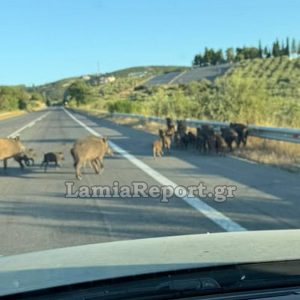 Φθιώτιδα: Ξεκινούν το Σαββατοκύριακο 21-22 Μαρτίου συνεργεία δίωξης αγριογούρουνων
