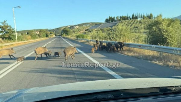 Λαμία: Πρωινή βόλτα «οικογένειας» αγριογούρουνων