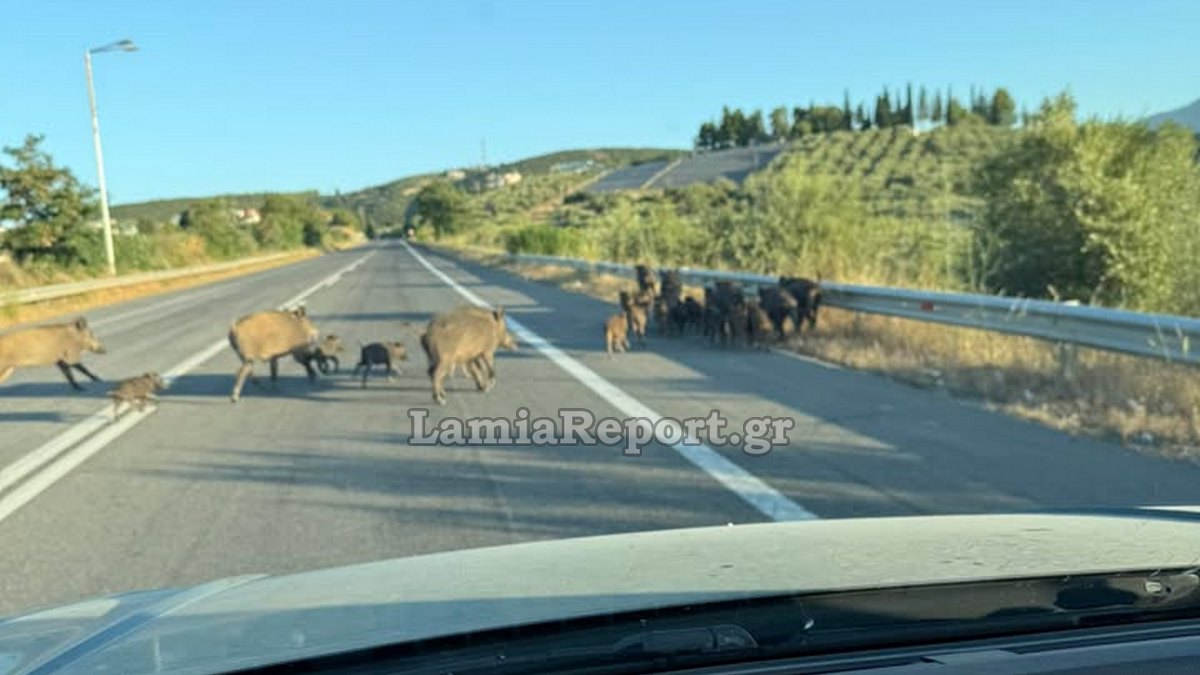 Λαμία: Πρωινή βόλτα «οικογένειας» αγριογούρουνων