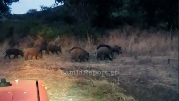 Φθιώτιδα: Η φάρμα των «άγριων» ζώων (ΒΙΝΤΕΟ)