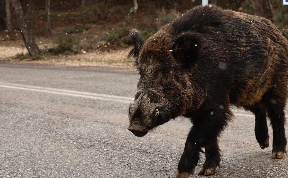 Αγριογούρουνα έφαγαν 50 τόνους καρπούζια και πεπόνια στην Πηνεία – Σε απόγνωση οι παραγωγοί
