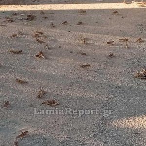 Στερεά: Κηρύχτηκαν ως ακριδόπληκτες περιοχές στην Εύβοια