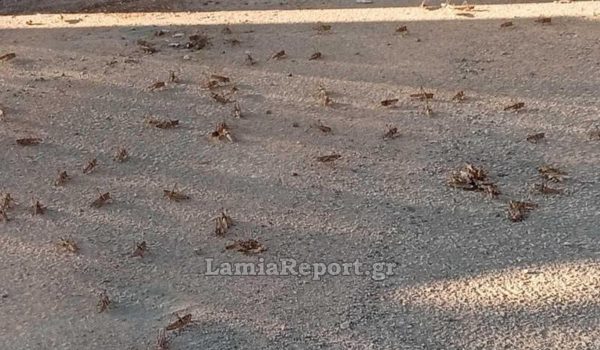 Λαμία: Γέμισε ο τόπος ακρίδες (ΒΙΝΤΕΟ)