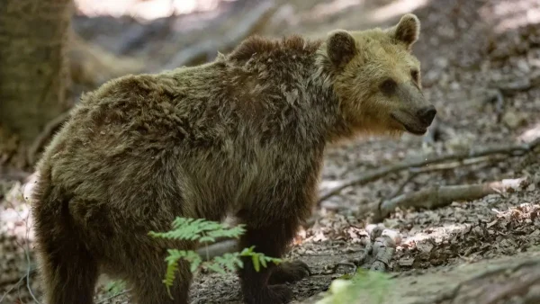 Τρόμος για γιαγιά και εγγονή στην Καστοριά-Πετάχτηκε μπροστά τους αρκούδα