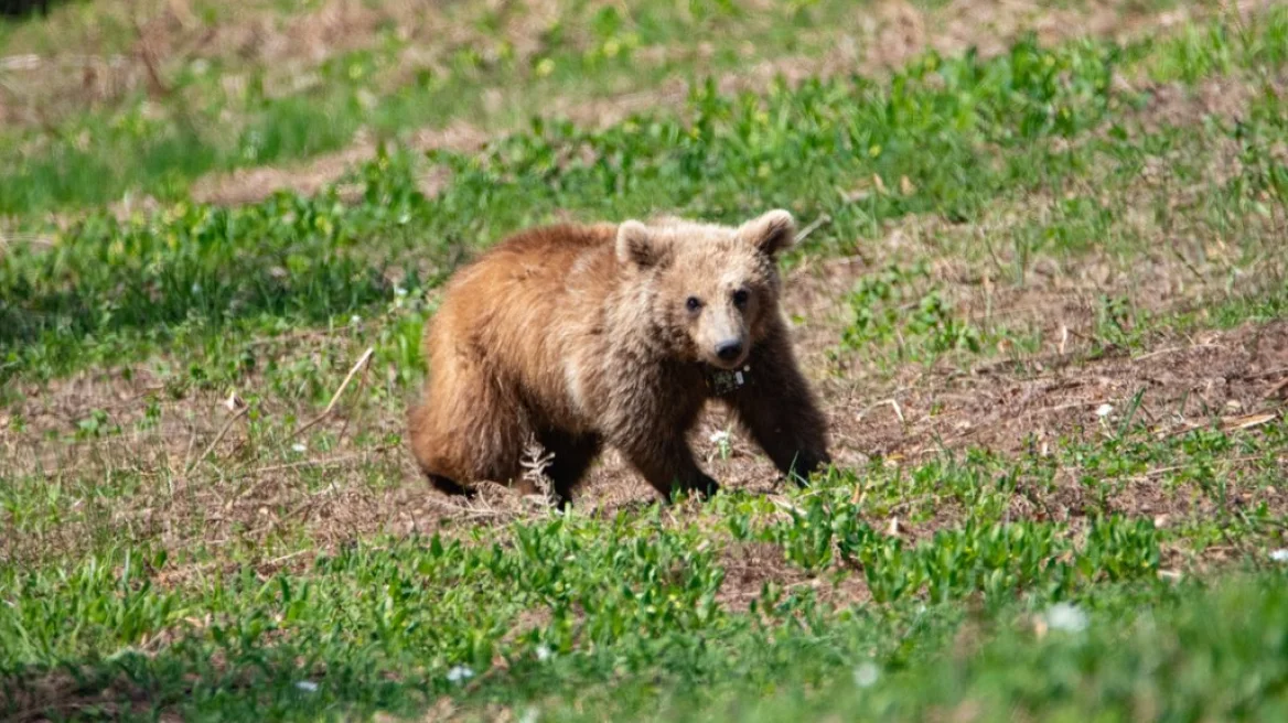 Αρκτούρος: Επέστρεψε στη φύση η Μάρθα, το ορφανό αρκουδάκι που βρέθηκε σε αυλή σπιτιού στην Εορδαία