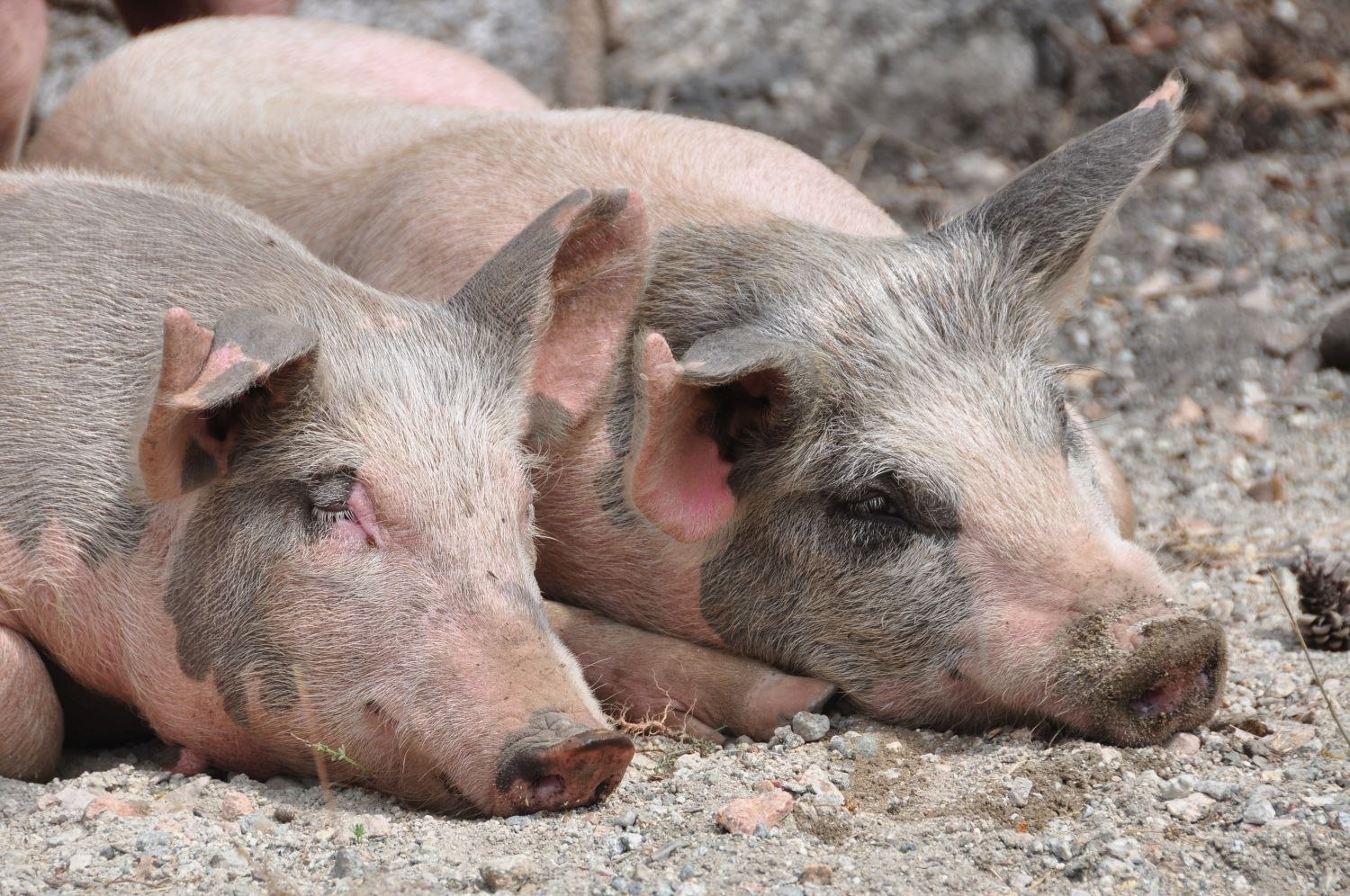 Επιβεβαιώθηκε κρούσμα Αφρικανικής πανώλης των χοίρων στις Σέρρες - Σε κόκκινο συναγερμό όλες οι Περιφέρειες της χώρας