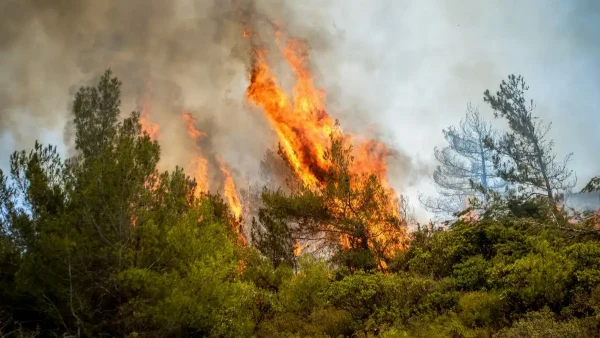Φωτιά στη Ρόδο: Αφέθηκαν ελεύθεροι οι ανήλικοι Αμερικάνοι που συνελήφθησαν για εμπρησμό – «Συγγνώμη, δεν είχαμε πρόθεση»