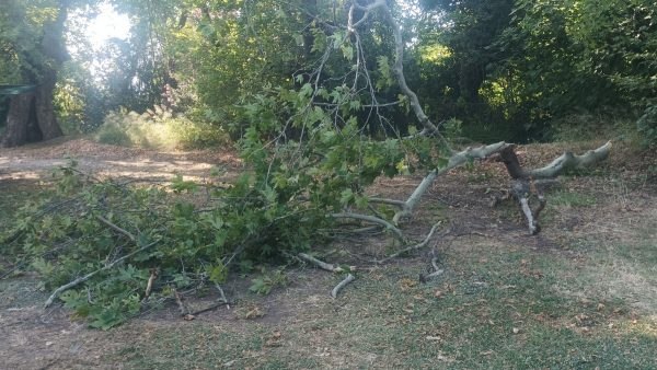 Φθιώτιδα: Έσπασε μεγάλο κλαδί από πλάτανο - Κρέμεται κι άλλο κομμάτι