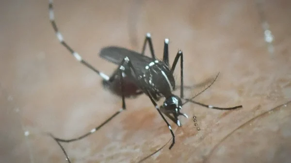 Βακτήρια στην Κρήτη δρουν ως εντομοκτόνα και δίνουν λύσεις στο πρόβλημα με τα κουνούπια