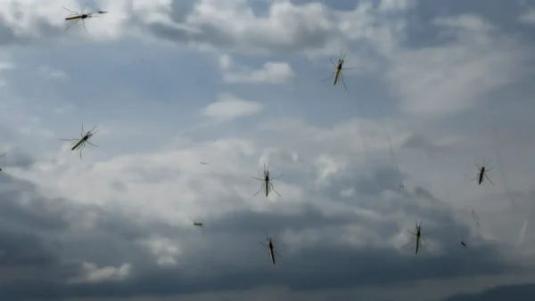 Ιός Δυτικού Νείλου: Συναγερμός του ΕΟΔΥ με 91 κρούσματα και 8 νεκρούς στην Ελλάδα το 2025