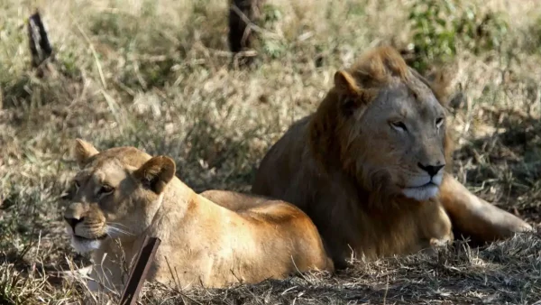 Βραζιλία: Λιοντάρια κατασπάραξαν 19χρονο που μπήκε σε κλουβί ζωολογικού κήπου