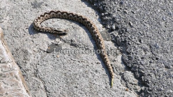Φθιώτιδα: Διακομιδή θρίλερ μετά από δάγκωμα φιδιού