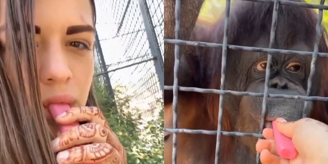 Σάλος με Ρωσίδα πυγμάχο που έδωσε ηλεκτρονικό τσιγάρο σε ουρακοτάγκο