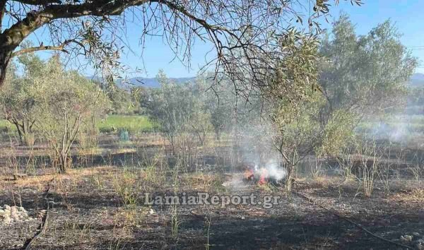 Λαμία: Κινητοποίηση της Πυροσβεστικής για πυρκαγιά σε ελαιοπερίβολο