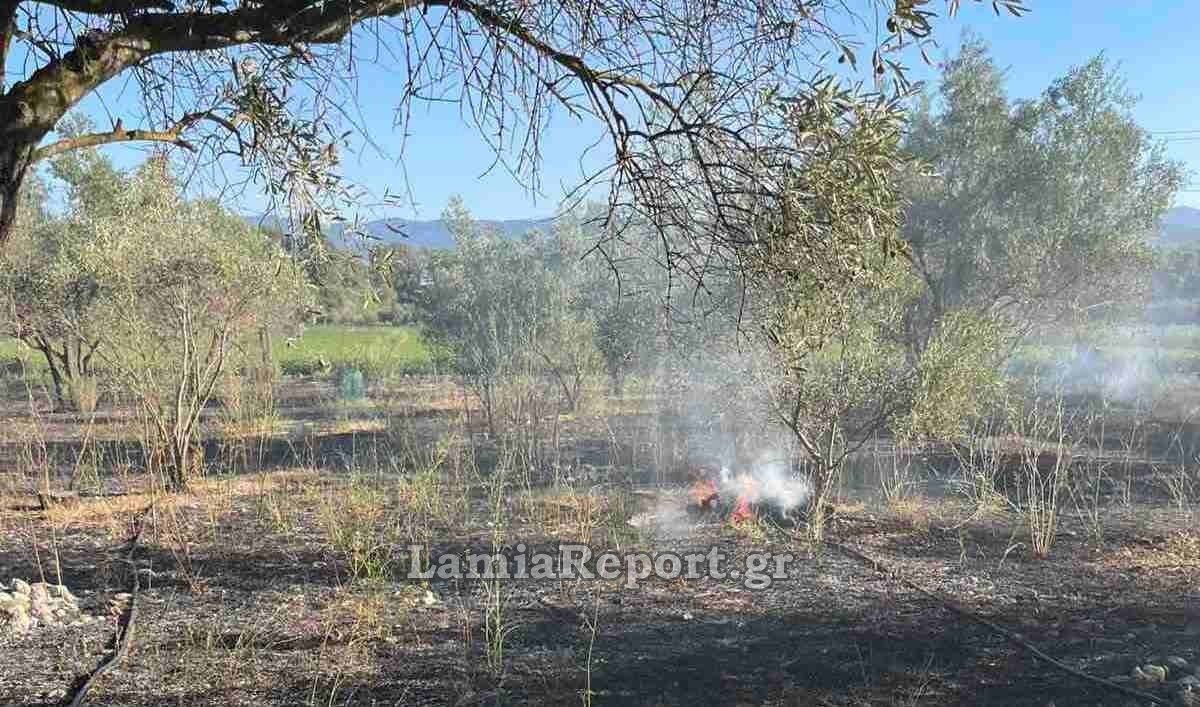 Λαμία: Κινητοποίηση της Πυροσβεστικής για πυρκαγιά σε ελαιοπερίβολο