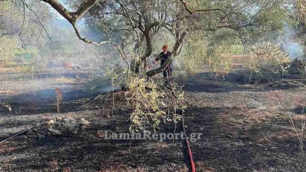 Λαμία: Πρωινή κινητοποίηση για πυρκαγιά σε ελαιοπερίβολο