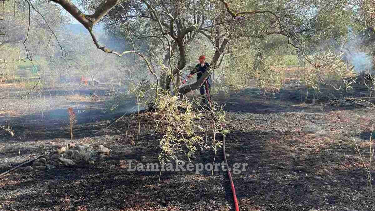 Λαμία: Πρωινή κινητοποίηση για πυρκαγιά σε ελαιοπερίβολο