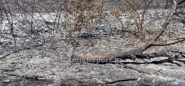 Πυρκαγιά σε σκουπίδια στη Νέα Αρτάκη - Την πρόλαβε η Πυροσβεστική