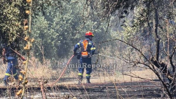 Πυρκαγιά σε ελαιώνα στο Κυπαρίσσι Αταλάντης (ΒΙΝΤΕΟ-ΦΩΤΟ)