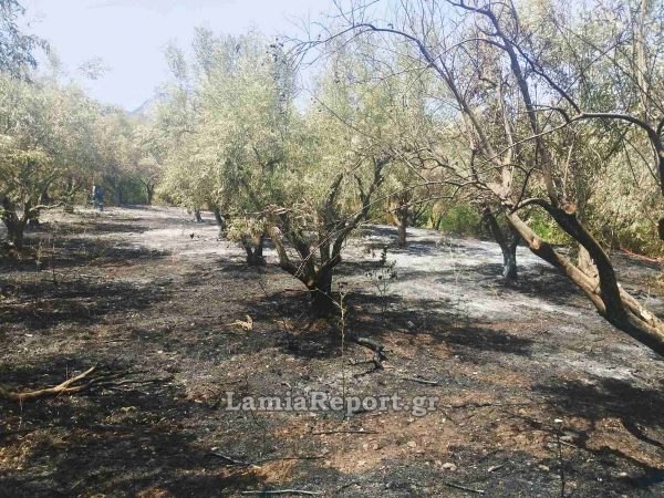 Πρόστιμο σε Λαμιώτη για φωτιά σε υπολείμματα καλλιεργειών